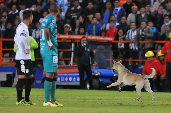 The match of the championship of Mexico was interrupted by a cat and a dog walking around the field - Football, Mexican Championship, cat, Dog, Woolen, Video, Longpost