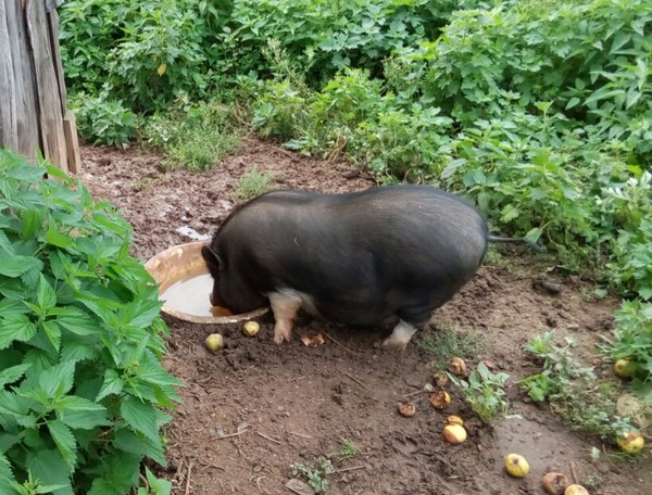 Handsome Karen - Piglets, Pets, Vietnamese pigs, Village