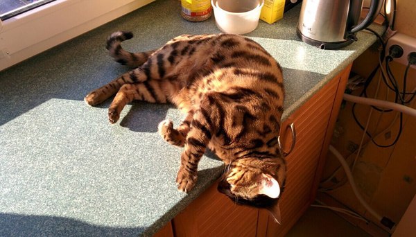A second before ... - Catastrophe, cat, The sun, Kitchen, Homemade, Photo