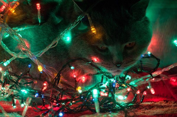 Christmas tree destroyer - Destruction, , Freebie, Around the clock, cat, Homemade, Photo, Holidays