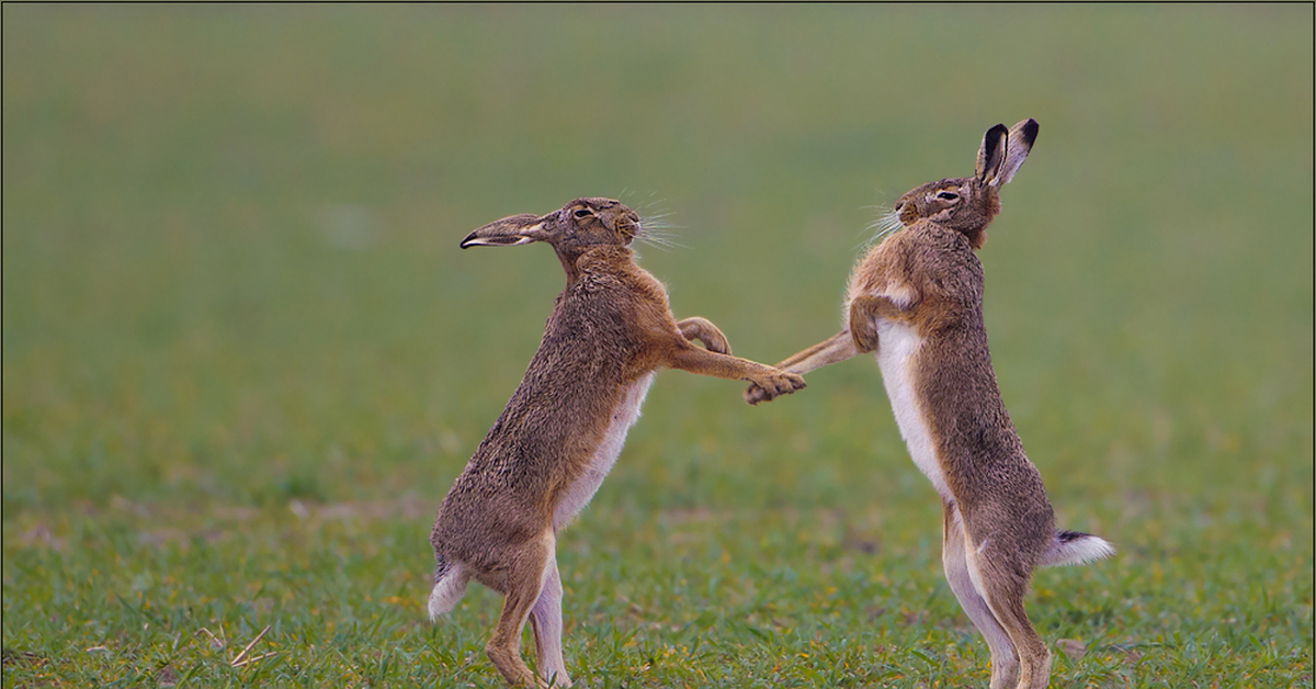 Смешное про зайцев. Смешной заяц. Заяц прикол. Забавные зайцы. Зайцы фото смешные.