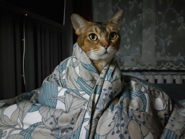 When it's -28 outside... - My, cat, My, A blanket