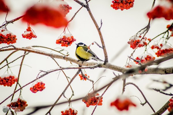 Titmouse in winter - Tit, Rowan, Birds, My, My, Photo, Winter