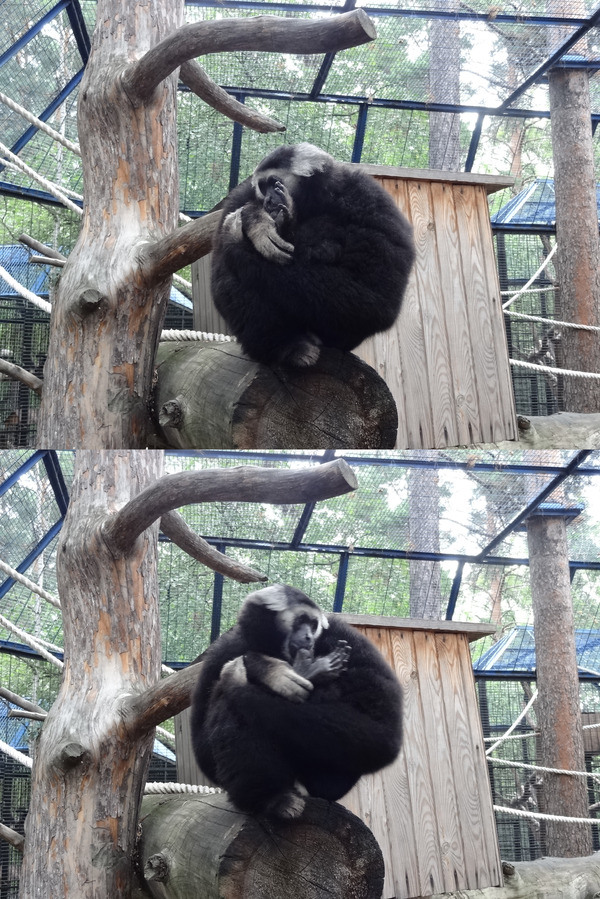 When everyone is fussing, session, work, and you... - My, Monkey, 