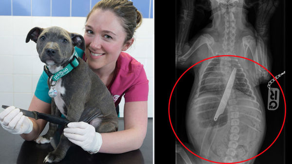 British Stafford puppy rescued after swallowing a kitchen knife - The rescue, Operation, Vet, Knife, Amstaff, Stafford, Dog, Animals