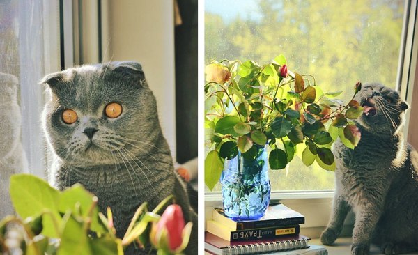 ����� ���������