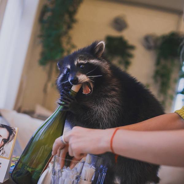 ������� � ���� ��������