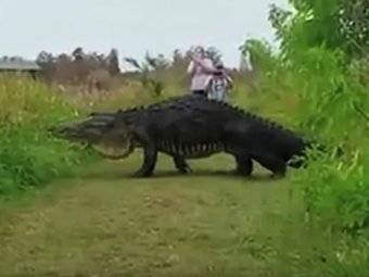 YouTube shocked VIDEO with a 5-meter Godzilla in the Florida reserve - Crocodile, news, Youtube, Nature, Crocodiles