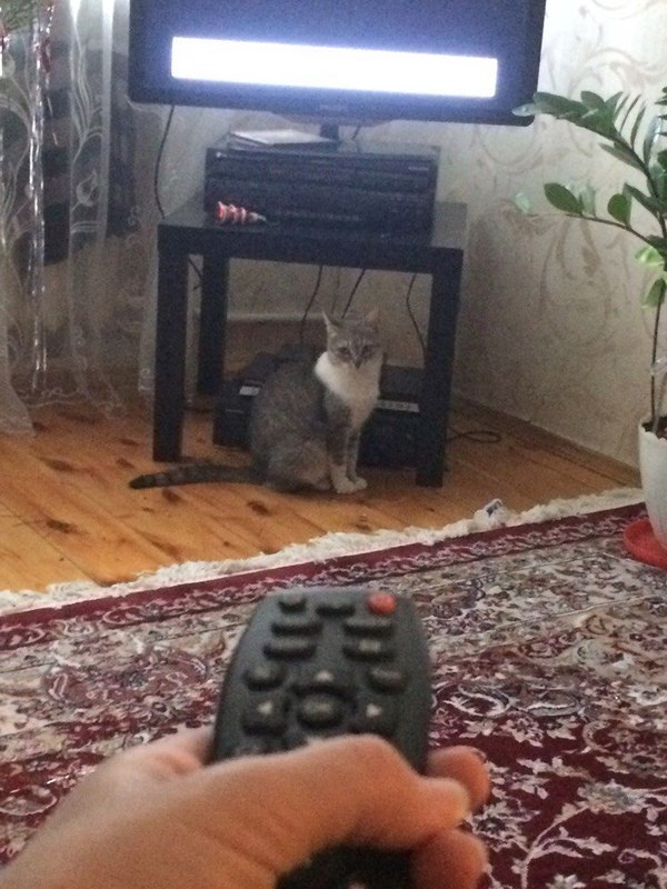 When a cat liked the series and she doesn't want you to switch - My, , cat, Serials, The television