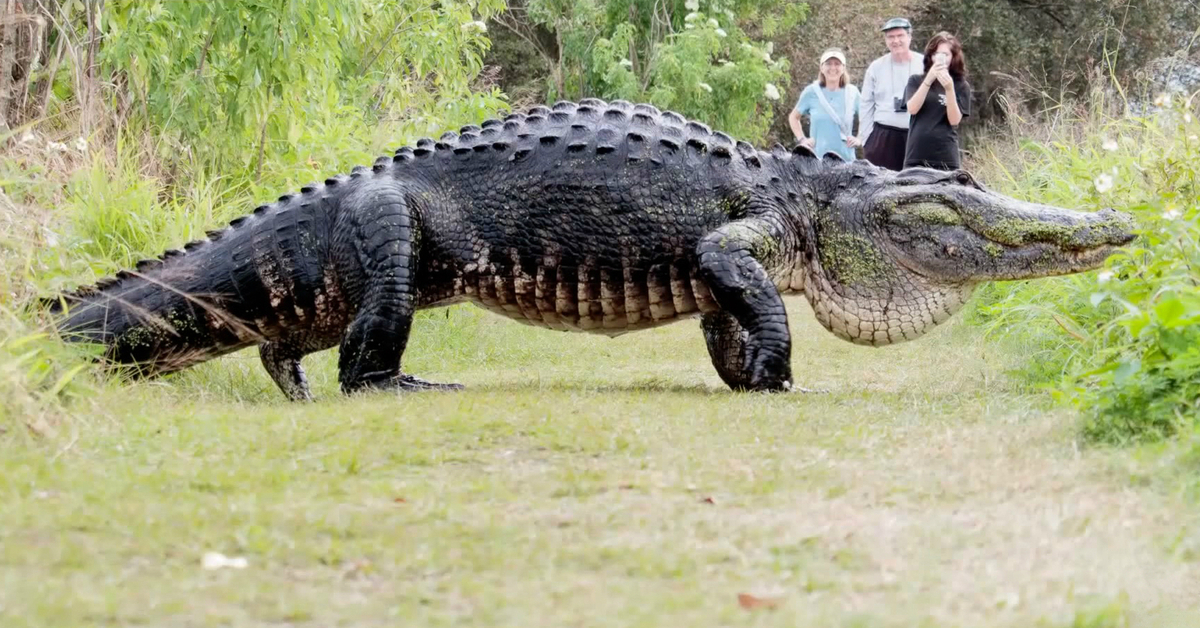 Long Island Escort Alligator