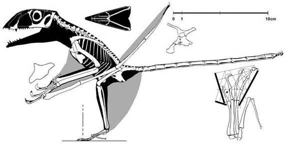 Air conquest. - My, Paleontology, Pterosaurs, Triassic period, Flight, Evolution, Longpost