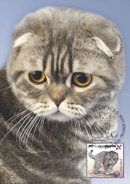 The Ministry of Communications of the Republic of Belarus issued stamps with cats. - cat, Ministry of Communications, Trend, Longpost, Belarus