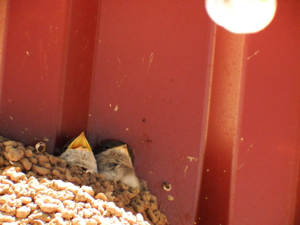 Голодные птенцы | Пикабу