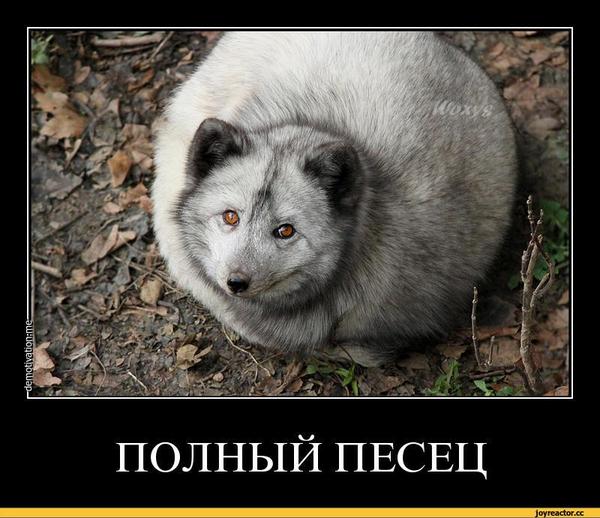 Город идиотов или депутаты тоже занятые люди - Балаково, Идиотизм, Траур, Новоселье