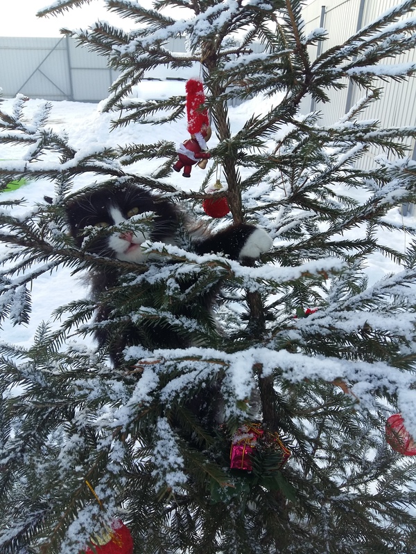 Happy Baptism! - cat, My, Barsik, Christmas trees