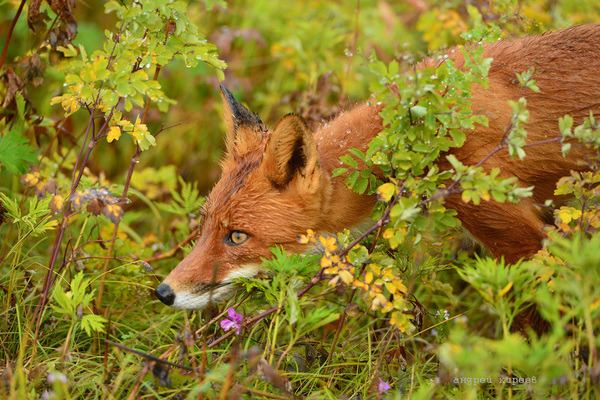 Fox from our cordon - Fox, Kamchatka, Cordon, , Longpost