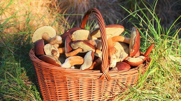 Tax on picking mushrooms and berries may be introduced in Russia - Tax, Berries, Mushrooms, Politics