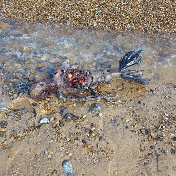 The corpse of a mermaid washed ashore - Mermaid, Dead body, Dummy, Horror