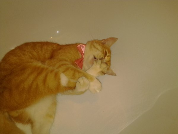 Ginger cat in a ribbon. - My, cat, Redheads, Longpost