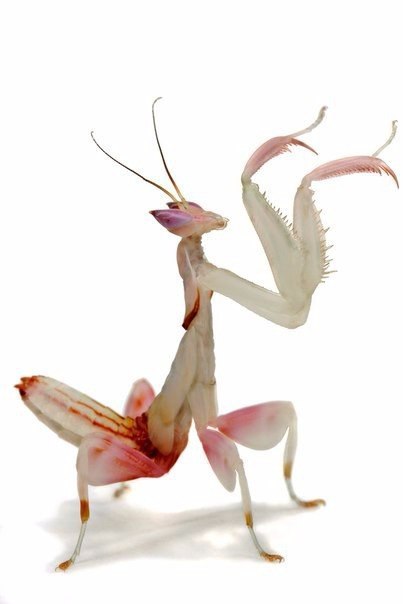 Orchid mantis - Orchid mantis, Insects, Longpost