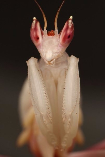 Orchid mantis - Orchid mantis, Insects, Longpost