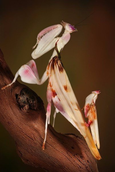 Orchid mantis - Orchid mantis, Insects, Longpost