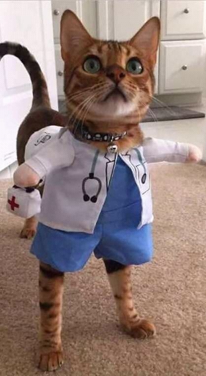 Dr. Cat , ,  