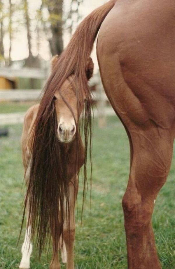 Will a long mane suit me? - Horses, Foal, Tail