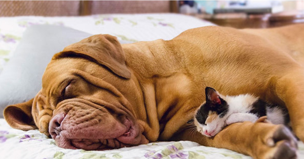 Почему собаки спят в ногах. Спящие собаки. Спящие животные смешные.