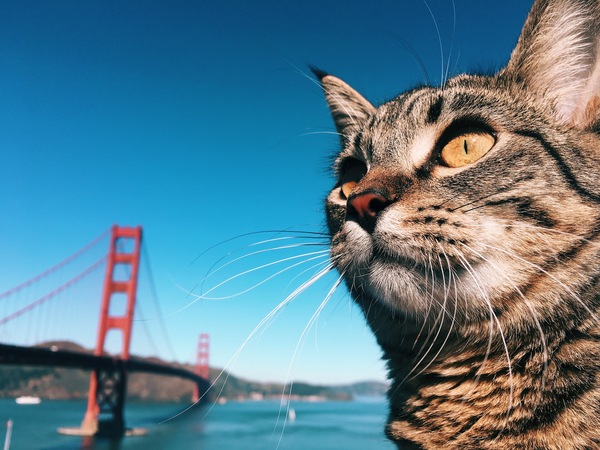 local angler - cat, Golden Gate