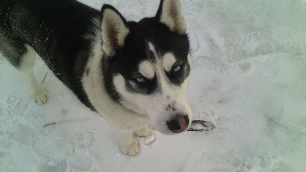 Husky Sam - My, Siberian Husky, Husky, , Longpost