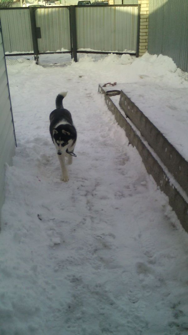    , , Siberian husky, 