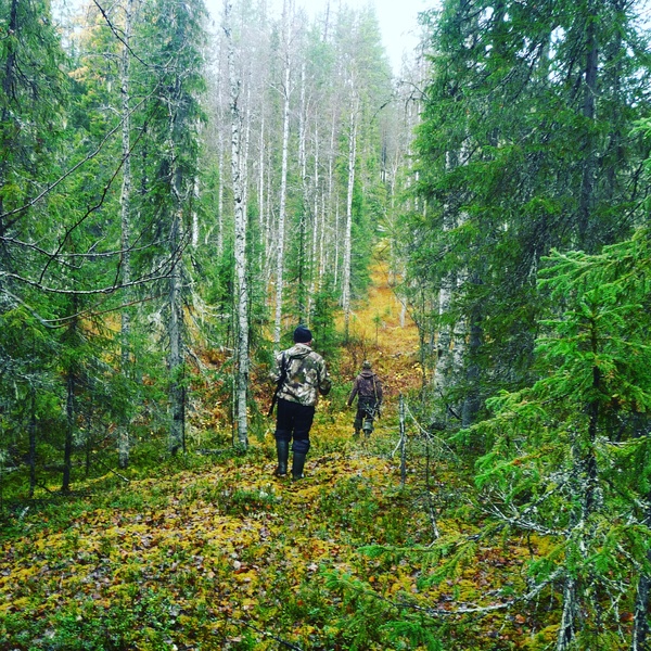 Down the lane - My, Forest, Hunting, Nature