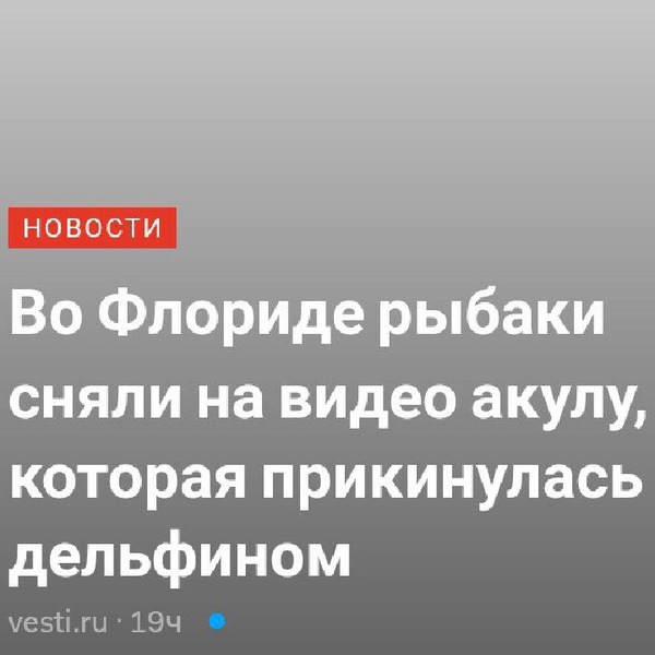 Главное вовремя притвориться дельфином - Америка, Дельфин, Акула