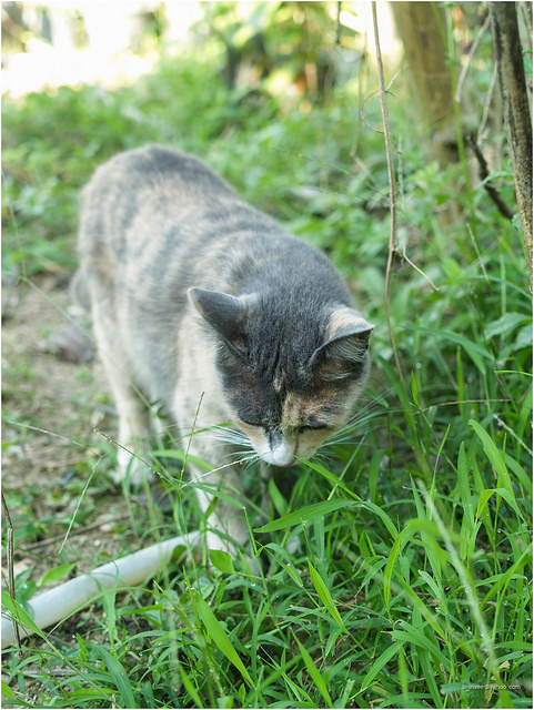 13 luck together - Luck, thirteen, A selection, Longpost, cat