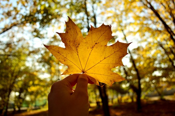 Recently started photography - My, The photo, Nikon, Autumn, cat, Leaves, Helios, Longpost, Helios