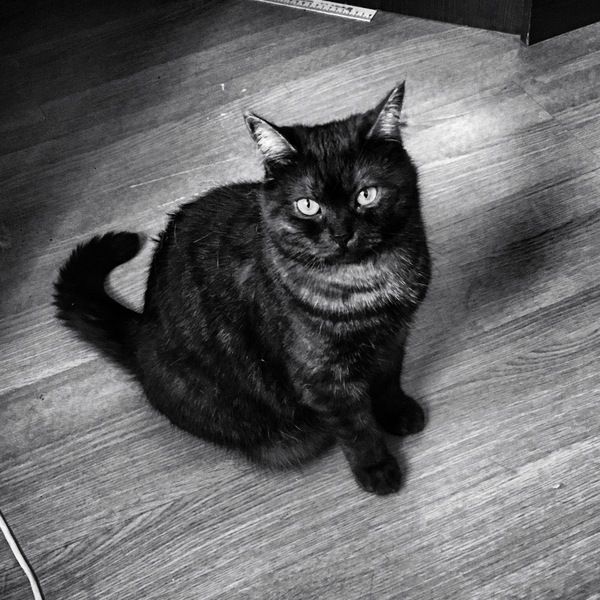 I try myself as a photographer. - My, Black and white, cat, Photo