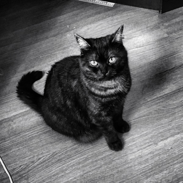 I try myself as a photographer. - cat, Black and white, My, Photo