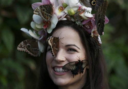 Hothouse butterflies in the gardens of the Wisley - Butterfly, Girls, Longpost, Greenhouse, , 