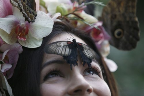 Hothouse butterflies in the gardens of the Wisley - Butterfly, Girls, Longpost, Greenhouse, , 