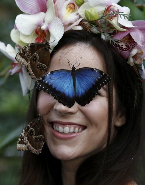 Hothouse butterflies in the gardens of the Wisley - Butterfly, Girls, Longpost, Greenhouse, , 