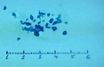 How I grew crystals from blue vitriol - My, Chemistry, Copper sulphate, Crystals, Research, Longpost