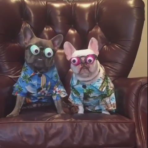 These bulldogs made my day - My master is an idiot, French Bulldog, Dog, Animals