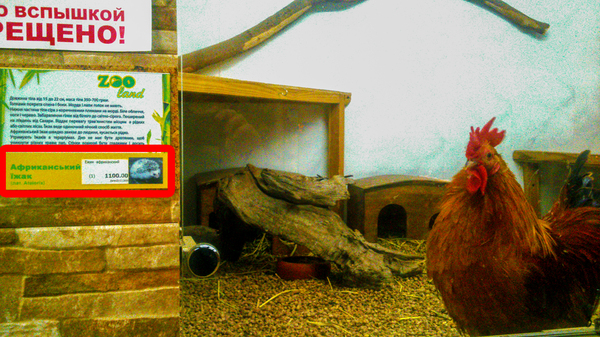 Так вот ты какой, ежик африканский