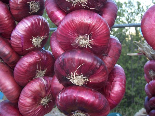 Snack for beer: pickled onions - Beer, Beer culture, Cooking, Snack, Food, Recipe, Preparation, Kitchen, Longpost