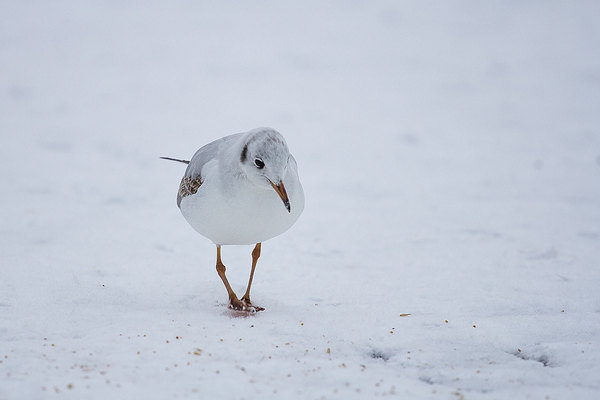 Gull - My, Seagulls, Photo, Snow