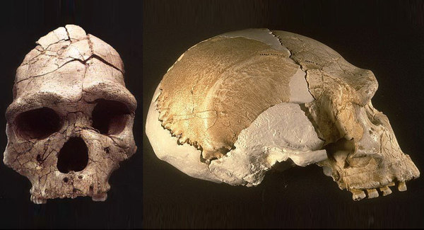 Наша родословная: Гоминиды (Часть 5) Антропогенез, Приматы, Гоминиды, Homo, Длиннопост, Познавательно