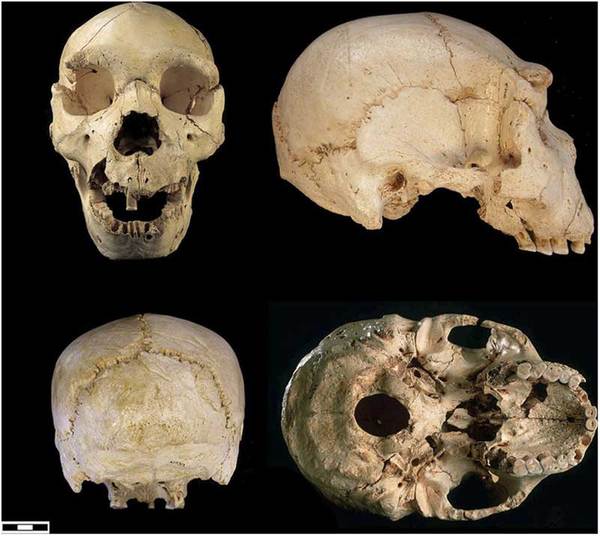 Наша родословная: Гоминиды (Часть 5) Антропогенез, Приматы, Гоминиды, Homo, Длиннопост, Познавательно