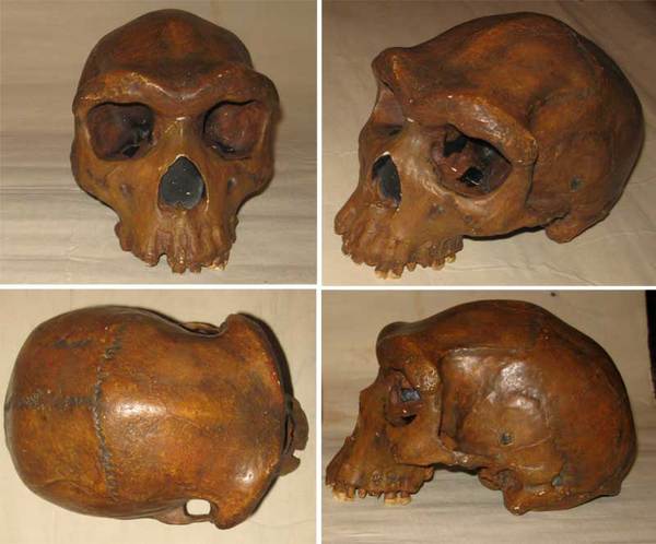 Наша родословная: Гоминиды (Часть 5) Антропогенез, Приматы, Гоминиды, Homo, Длиннопост, Познавательно