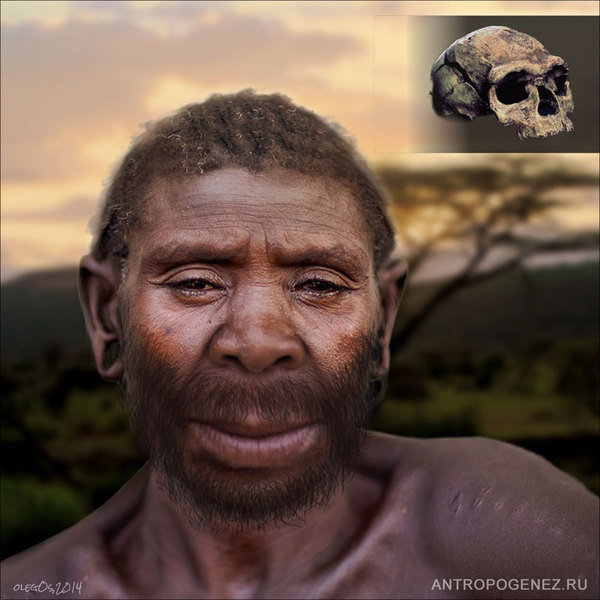 Наша родословная: Гоминиды (Часть 5) Антропогенез, Приматы, Гоминиды, Homo, Длиннопост, Познавательно